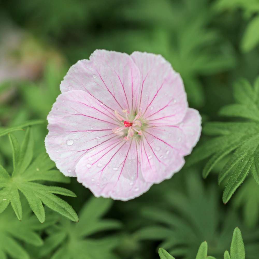 Storkenæb 'Striatum'